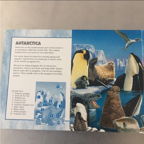 ⭐️Animals of the World⭐️puzzle - Picture 7 of 8